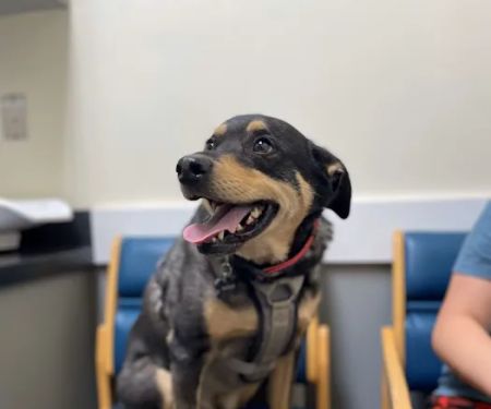 Animal Medical Centers of Loudoun - Brambleton
