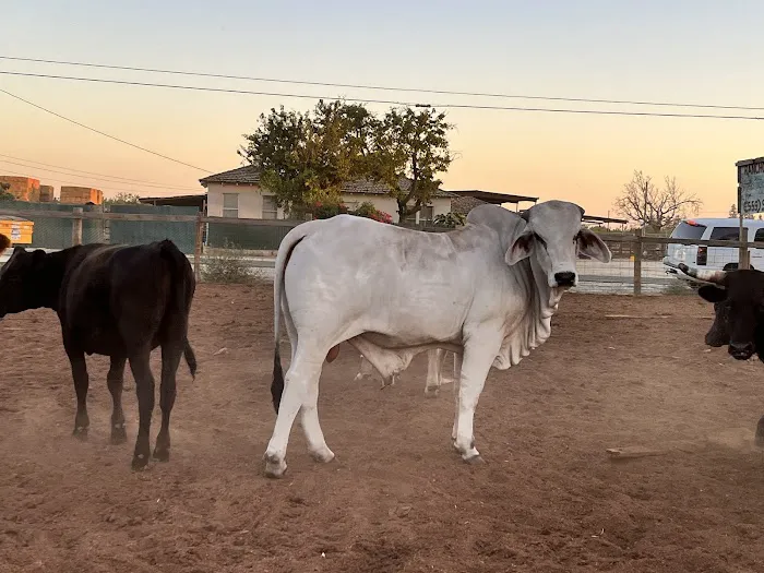 Rancho El Pino Picture 5