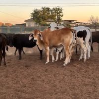 Rancho El Pino ico