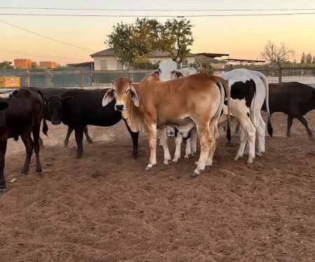 Rancho El Pino