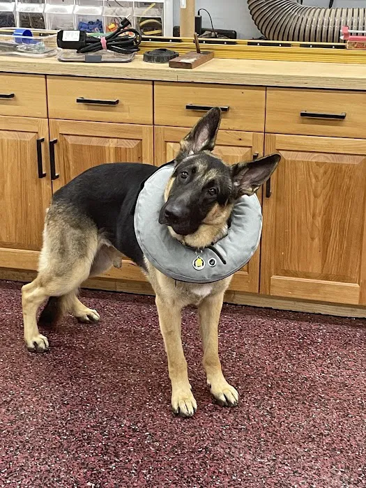 Companion Animal Clinic Of Gainesville PC Picture 5