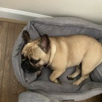 Companion Animal Clinic Of Gainesville PC ico