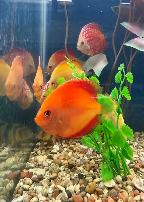 Aquatic Pets and Reptiles Picture 1