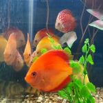 Aquatic Pets and Reptiles