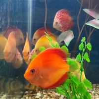 Aquatic Pets and Reptiles ico