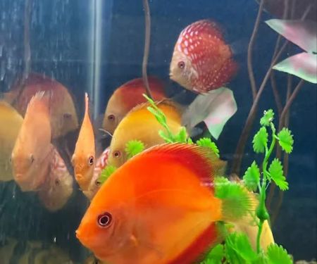 Aquatic Pets and Reptiles