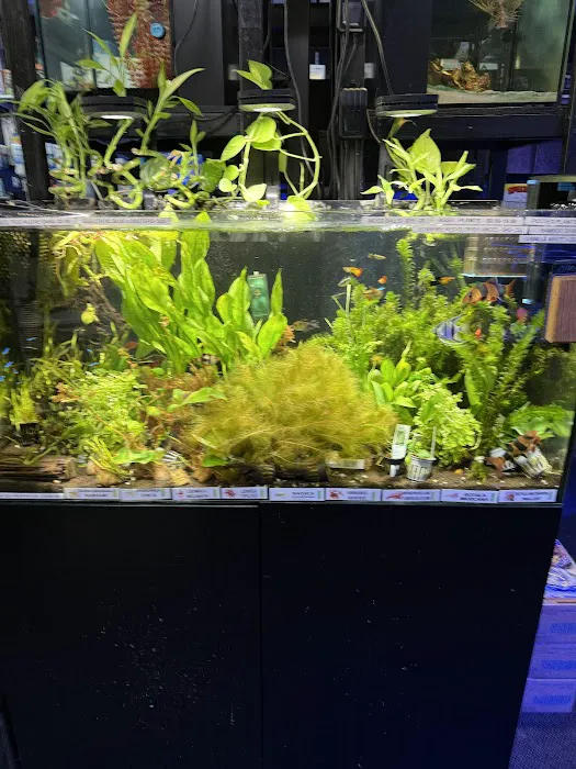 Aquatic Pets and Reptiles Picture 6