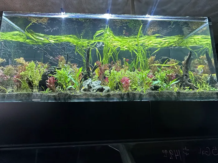 Aquatic Pets and Reptiles Picture 8