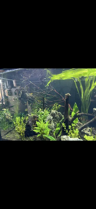 Aquatic Pets and Reptiles Picture 7