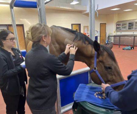 Mid-Atlantic Veterinary Dermatology
