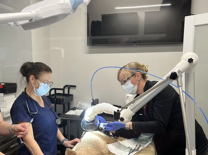 Mid-Atlantic Veterinary Dermatology Picture 3