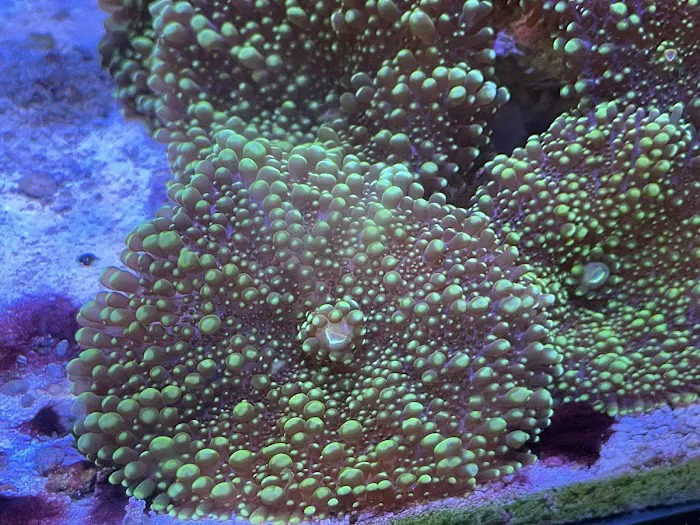 Seven Seas Aquarium Picture 6