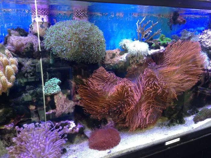 Seven Seas Aquarium Picture 8