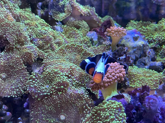 Seven Seas Aquarium Picture 7