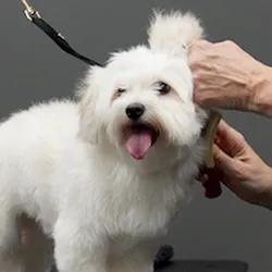 Pet Supplies Plus Clovis Picture 2