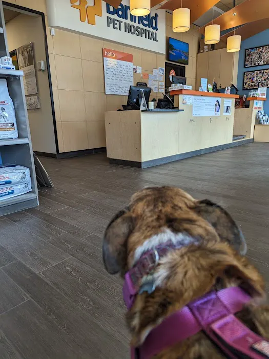 Banfield Pet Hospital Picture 8