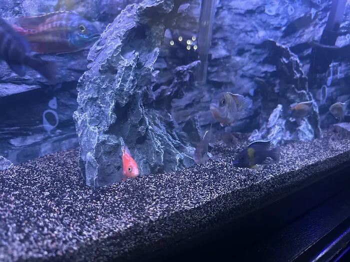 CaliforniaCichlids.com Picture 6