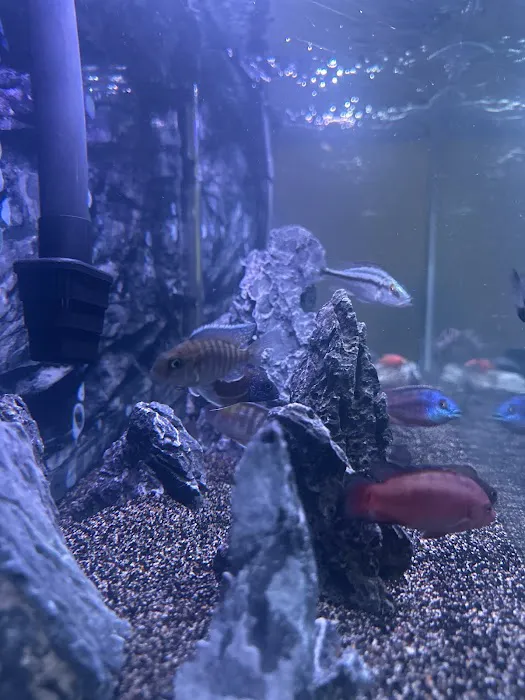 CaliforniaCichlids.com Picture 4