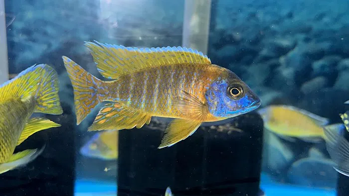 CaliforniaCichlids.com Picture 3