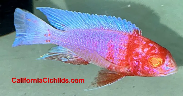 CaliforniaCichlids.com Picture 1
