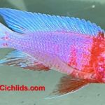 CaliforniaCichlids.com