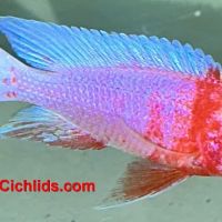 CaliforniaCichlids.com ico