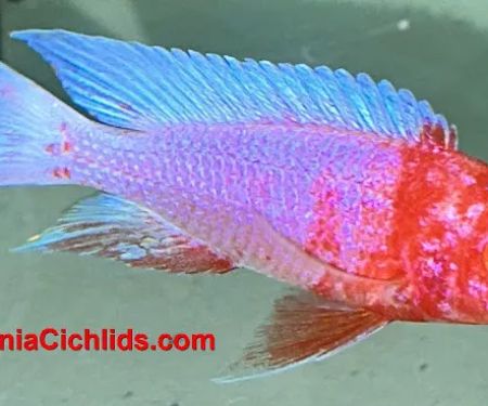 CaliforniaCichlids.com