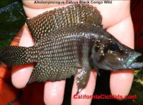 CaliforniaCichlids.com Picture 7