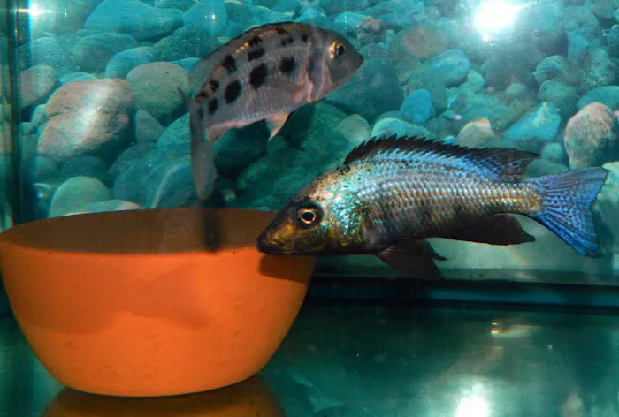 CaliforniaCichlids.com Picture 10
