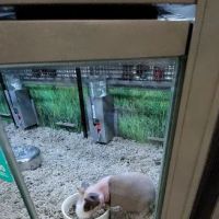 Petco ico