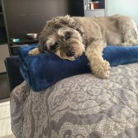 Burke Animal Clinic ico