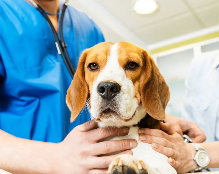 Village Veterinary Clinic Picture 1