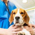 Village Veterinary Clinic