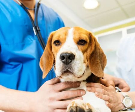Village Veterinary Clinic
