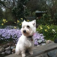 Montrose Animal Health Center ico