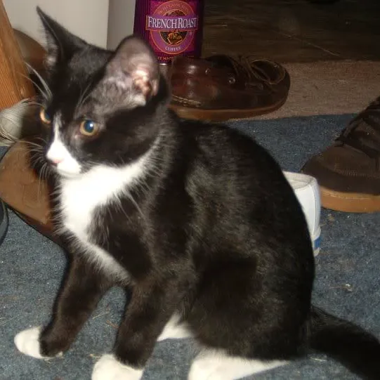 Montrose Animal Health Center Picture 5