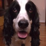 Banfield Pet Hospital