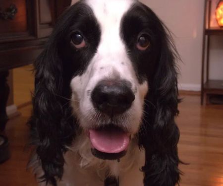 Banfield Pet Hospital