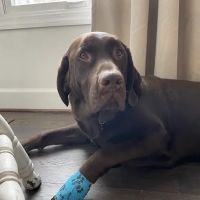 Town & Country Animal Hospital ico