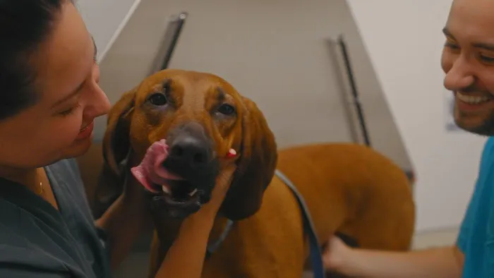 Town & Country Animal Hospital Picture 9