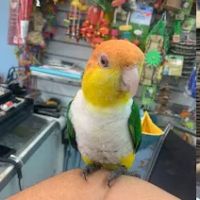 Zuri Palomas Pet Shop ico