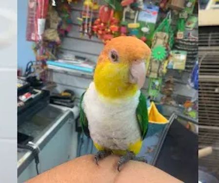 Zuri Palomas Pet Shop