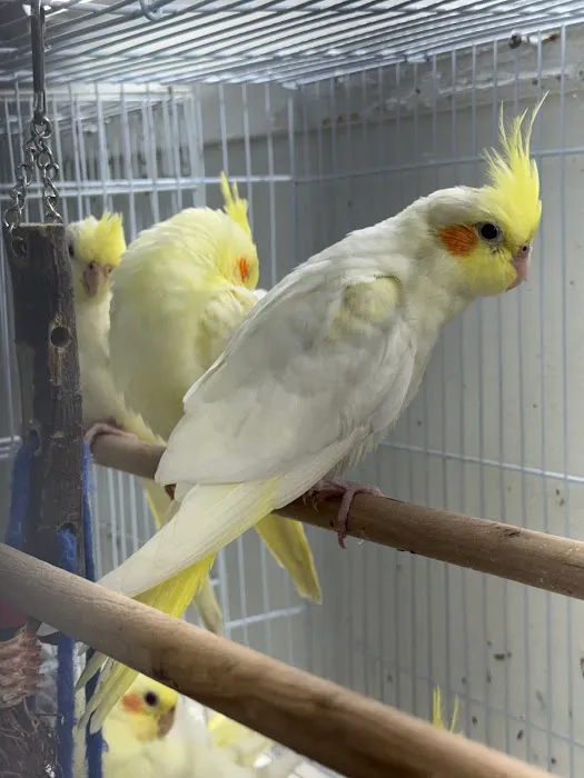 Zuri Palomas Pet Shop Picture 7