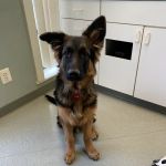Crossroads Animal Care Center