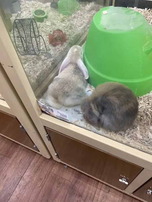 Pet Supermarket Picture 4