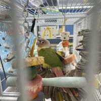 Pet Supermarket ico