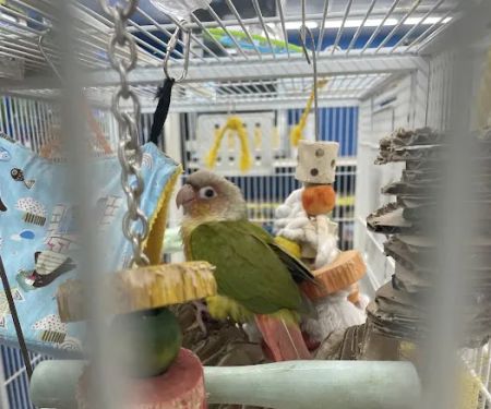 Pet Supermarket