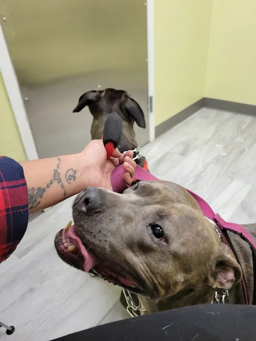 Pets R Family Animal Hospital Picture 1