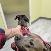 Pets R Family Animal Hospital ico