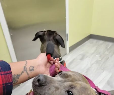 Pets R Family Animal Hospital